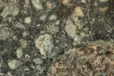 Polished Eucrite Meteorite ( g) Slice - Africa #247016-1